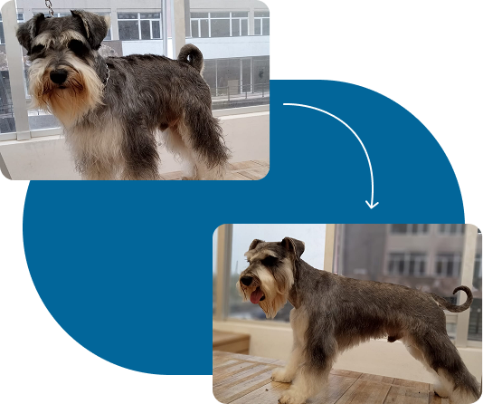 Peluqueria e higiene